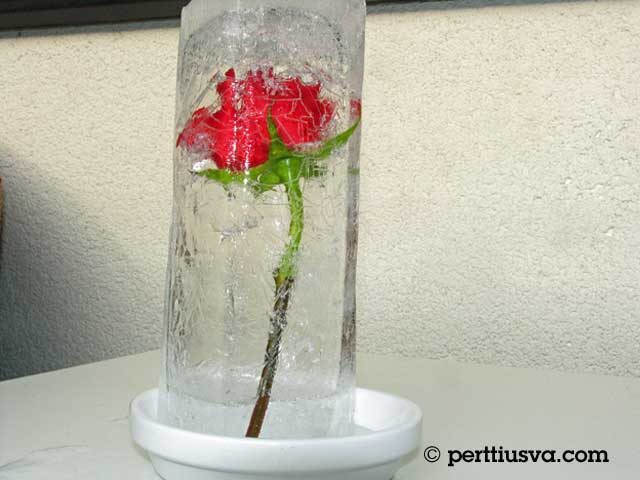 una rosa dentro de hielo